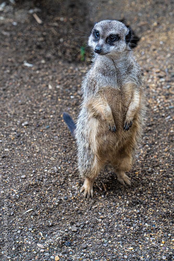 Fototapeta premium Suricata cute guardian of family well-being