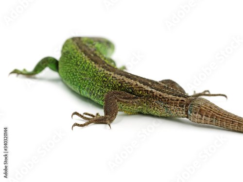 green male sand lizard, Lacerta agilis, with new tail isolated on white background, back view