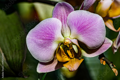 Orchids photo