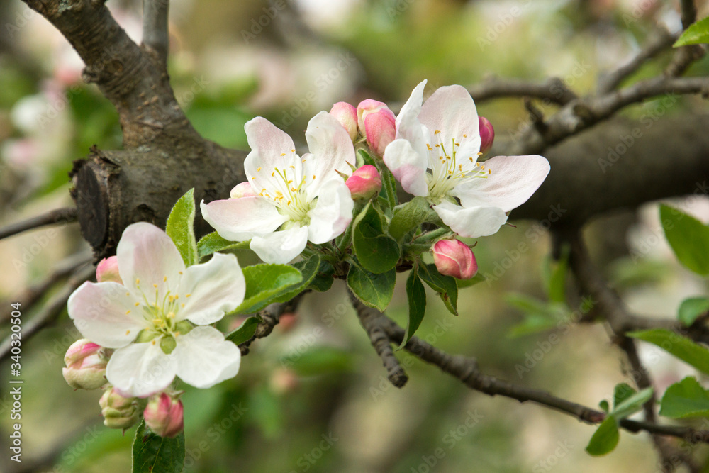 Obraz premium Apple blossom on a tree in the orchard