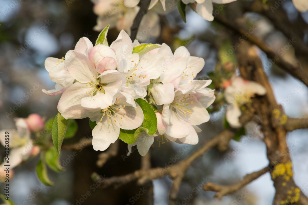 Apple blossom on a tree in the orchard Apple blossom on a tree in the orchard