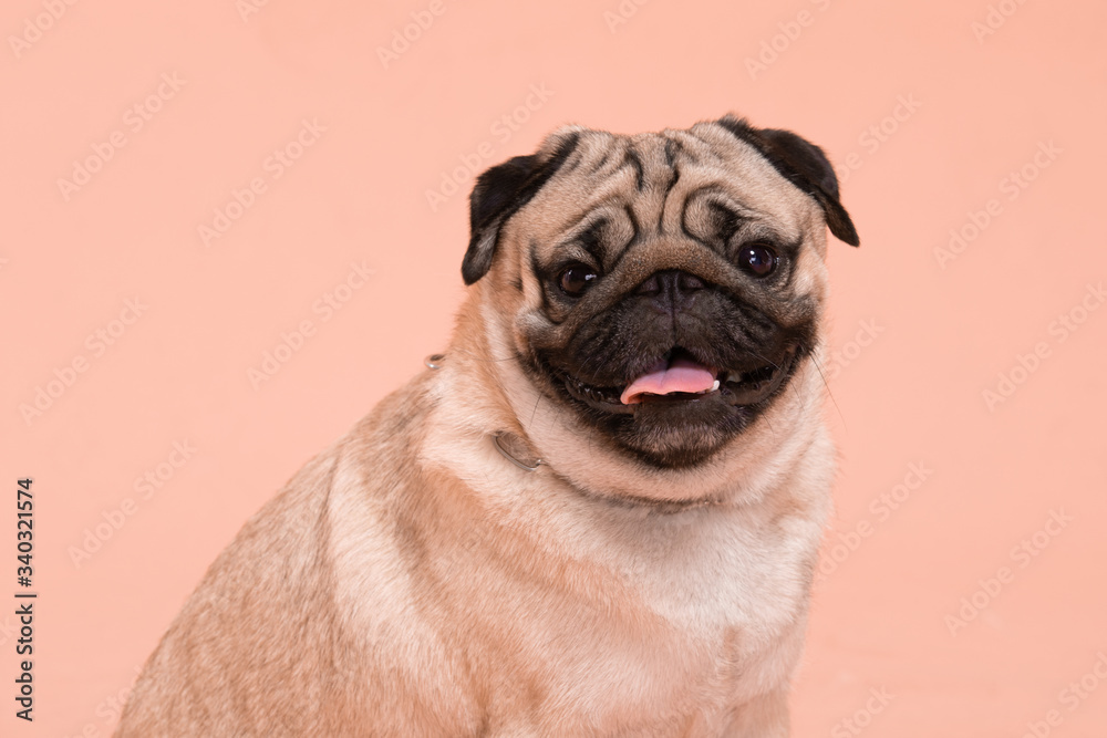 Happy Dog smile on peach or cream color background,Cute Puppy pug breed happiness on sweet color,Purebred Dog Concept