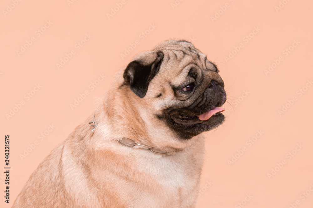 Happy Dog smile on peach or cream color background,Cute Puppy pug breed happiness on sweet color,Purebred Dog Concept