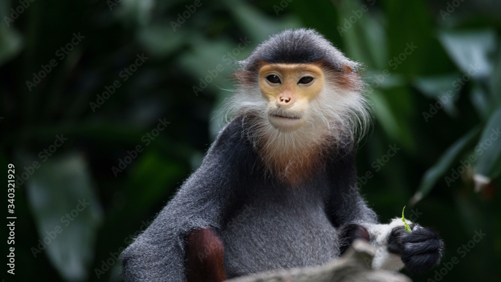 Fototapeta premium Macacos en las ramas de los arboles en la selva