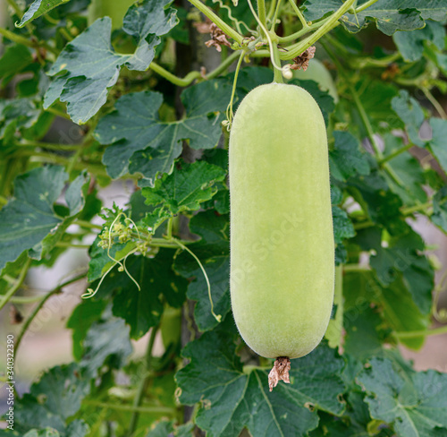 Hanging young winter melon. tropical vegetable (Benincasa) in the garden with blurred background photo