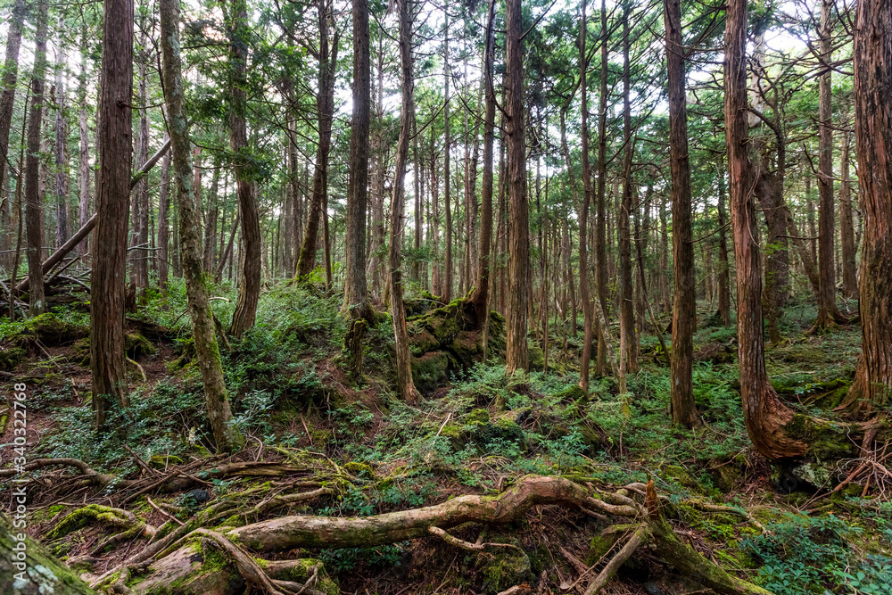 Aokigahara Forest. Suicide forest in the Mt Fuji region, Japan
