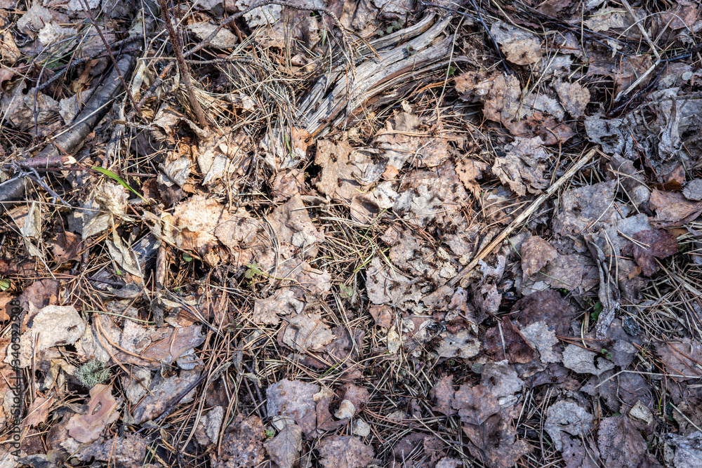 Dry last year's leaves background texture