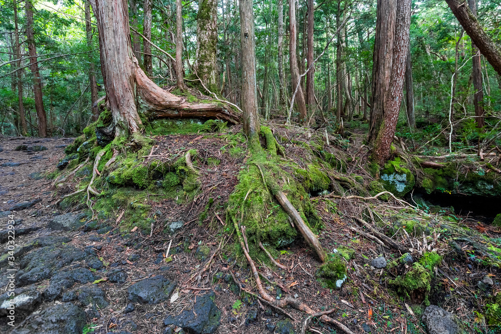 Aokigahara Forest. Suicide forest in the Mt Fuji region, Japan Aokigahara Forest. Suicide forest in the Mt Fuji region, Japan