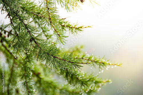 fluffy pine needles with water drops, coniferous forest after rain, dew on trees in early morning