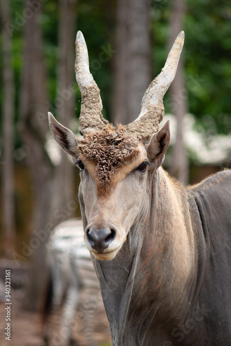 Common eland