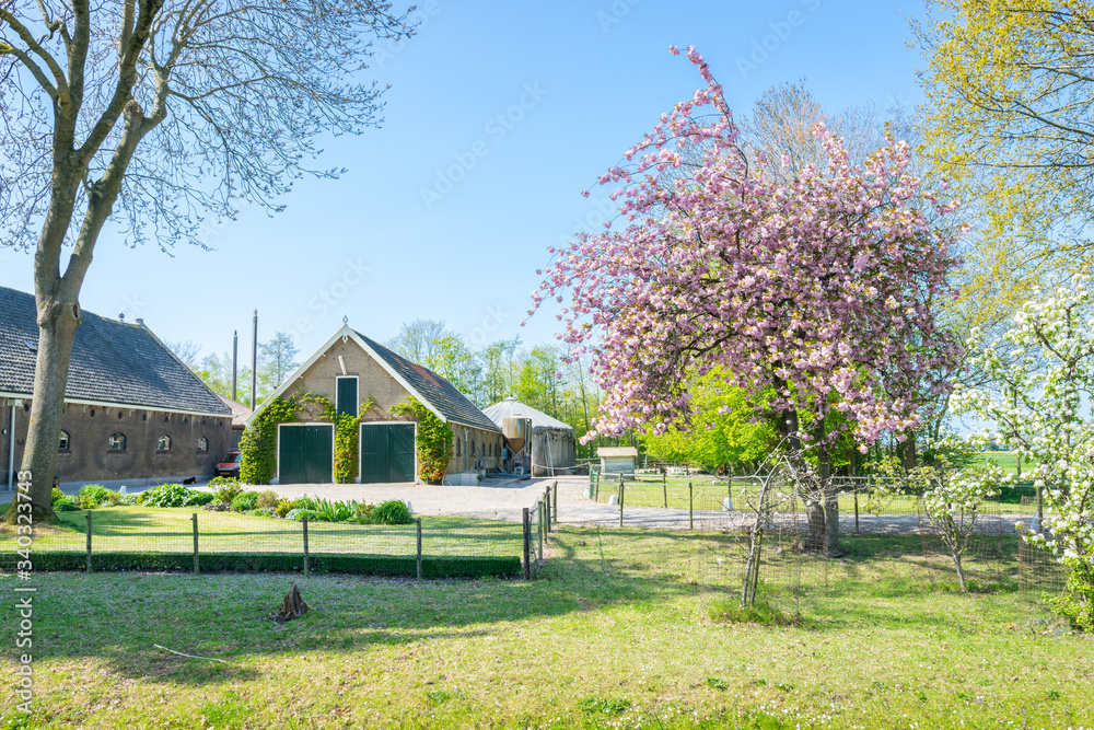 Dutch farm with barns and equipment during springtime. Blossoming fruit tree in the foreground. Dutch farm with barns and equipment during springtime. Blossoming fruit tree in the foreground.