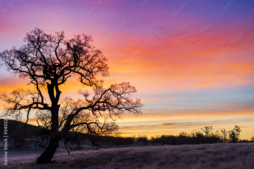 Early morning sunset behind oak tree Early morning sunset behind oak tree