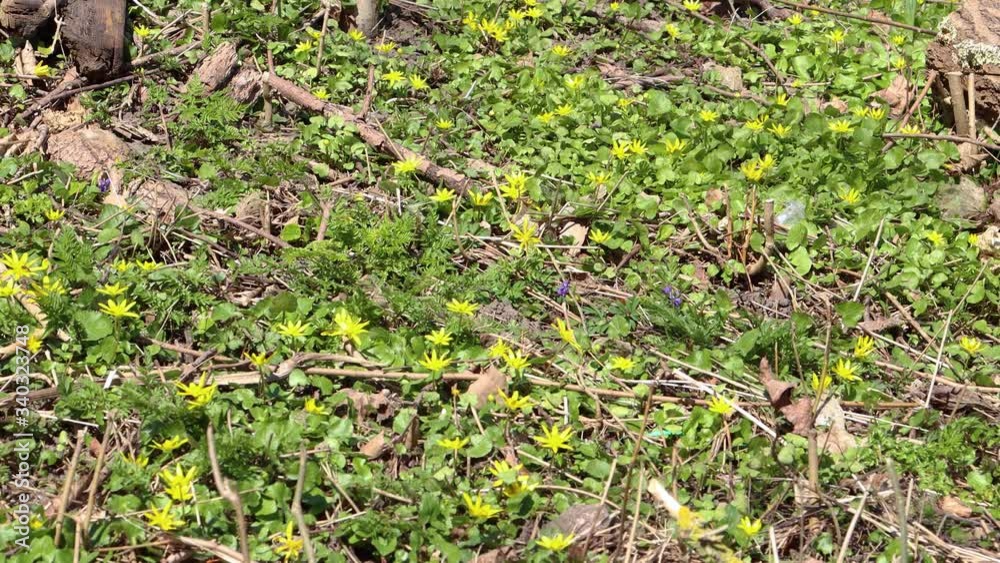 Yellow flowers, grass, weeds, leaves and twigs move in the wind Yellow flowers, grass, weeds, leaves and twigs move in the wind