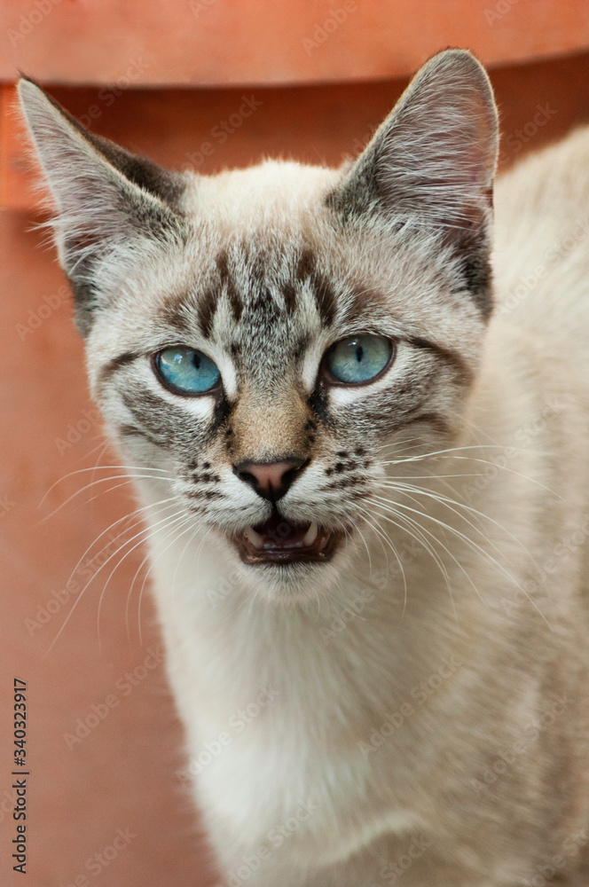 Portrait of a lovely curious cat with striped fur