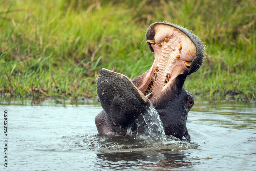 Fototapeta premium Hipopotamo en el agua del rio en la selva