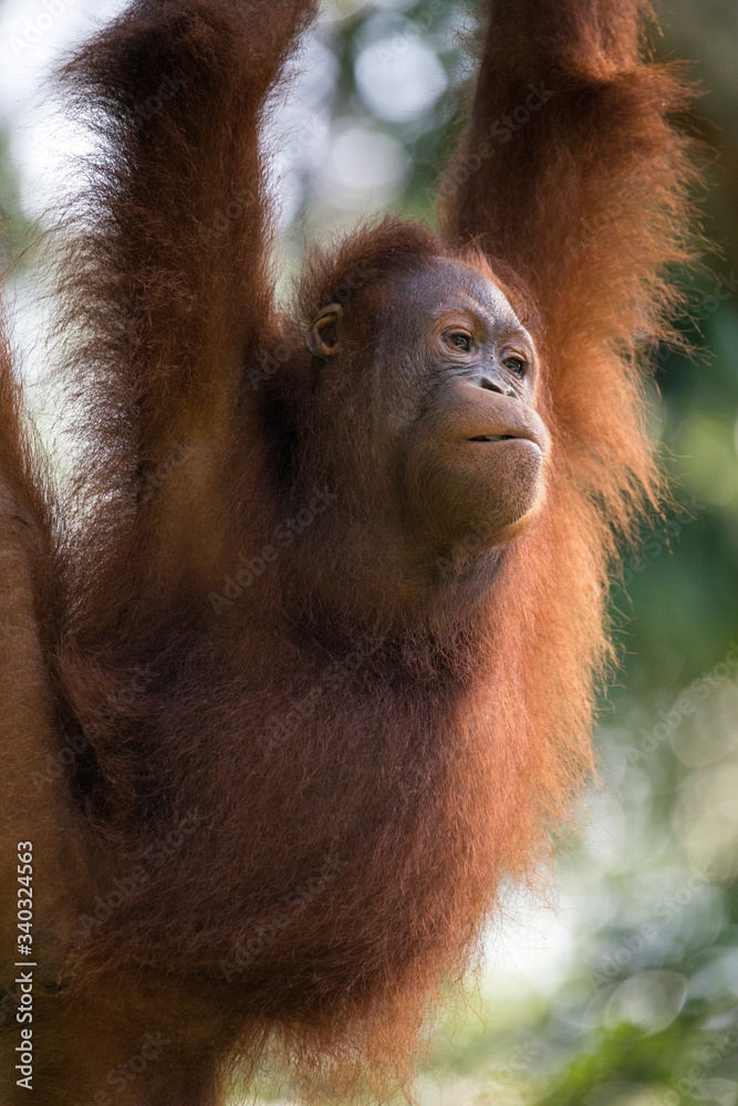 Fototapeta premium Orangután con pelaje anaranjado en la selva
