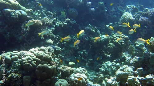 Large Shoal Of Yellow Stripped Tropical Fish In The Ocean Near Coral Reef. Blue And Gold Fusilier (Caesio Caerulaurea, Scissor-tailed) Swimming  Deep Underwater. School Of Saltwater Fish In Red Sea. photo