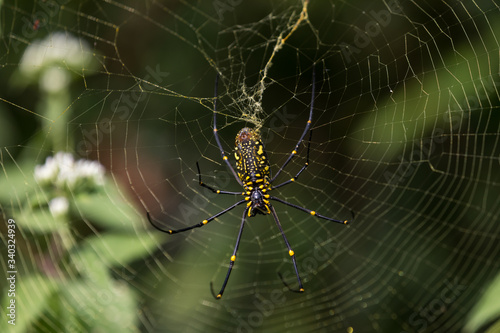 Arañas venenosas en sus redes en la selva