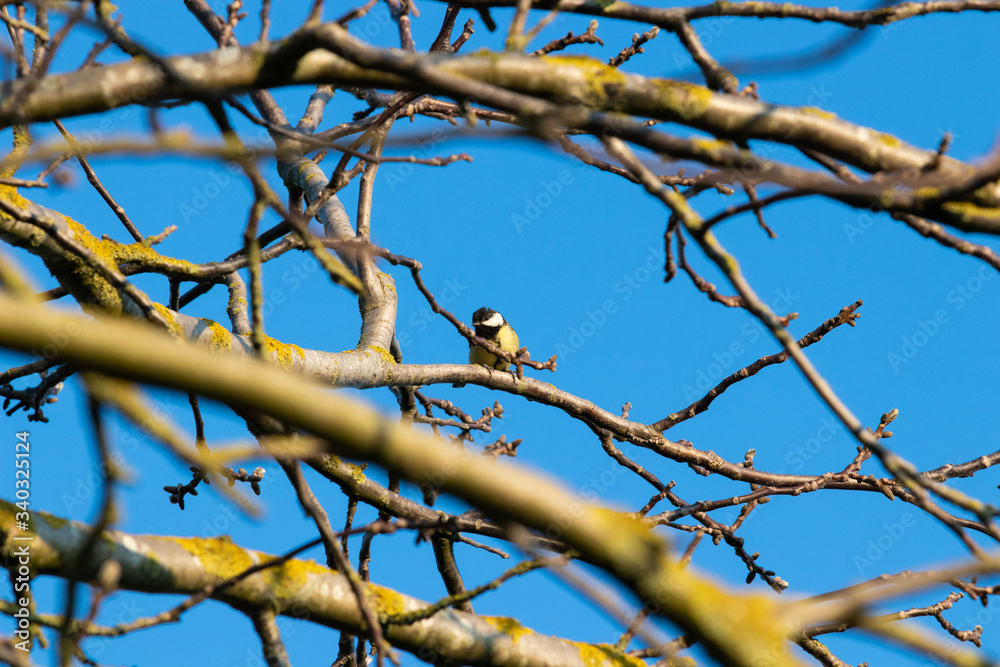 Vogel Königsbach Vogel Königsbach