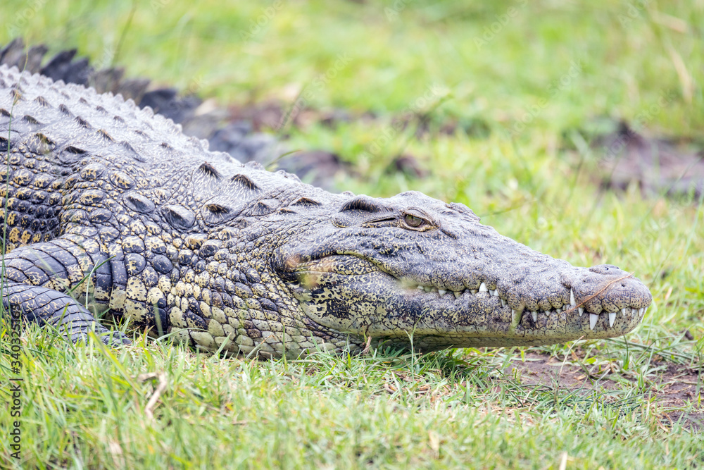Caiman cocodrilo arrastrandose en la jungla Caiman cocodrilo arrastrandose en la jungla