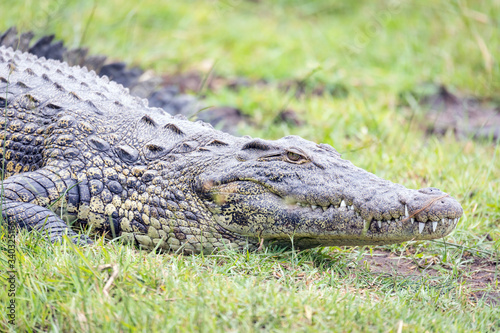 Caiman cocodrilo arrastrandose en la jungla