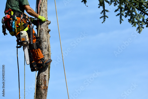 Worker climbing up a high tree to cut it from the top