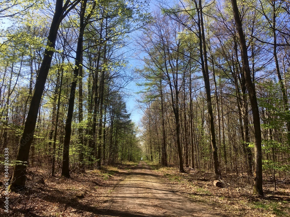 Fototapeta premium Zauberberg 6