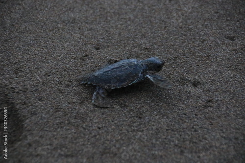dead sea turtle © Bärbel