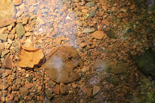 Pictures of small and large stones combined under the water in a large forest.