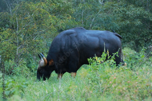 The image of a very big bull eating grass in the middle of a large forest.