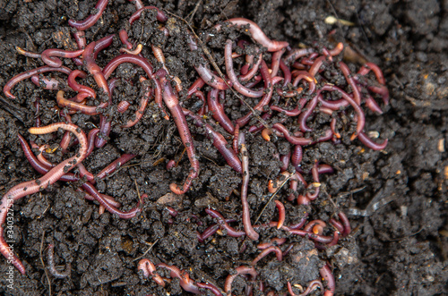 red earthworms in the ground and compost photo