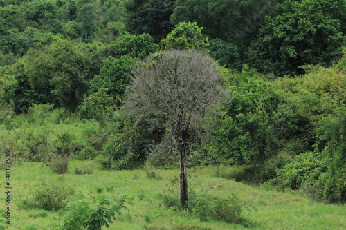 The picture of a dry tree amidst fresh green trees