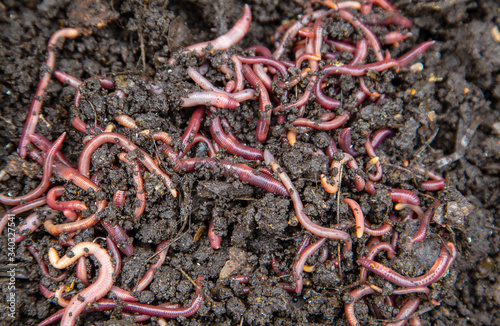 red earthwored earthworms in the ground and compostrms in the ground and compost