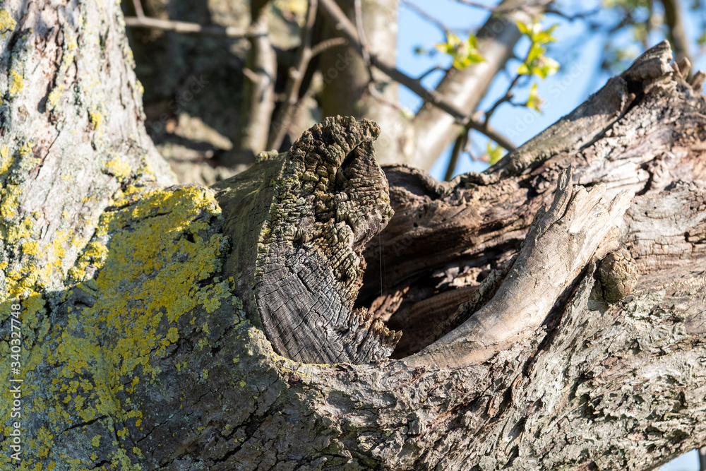 Baum Königsbach