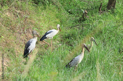 Many big birds are searching for food in the middle of nature.
