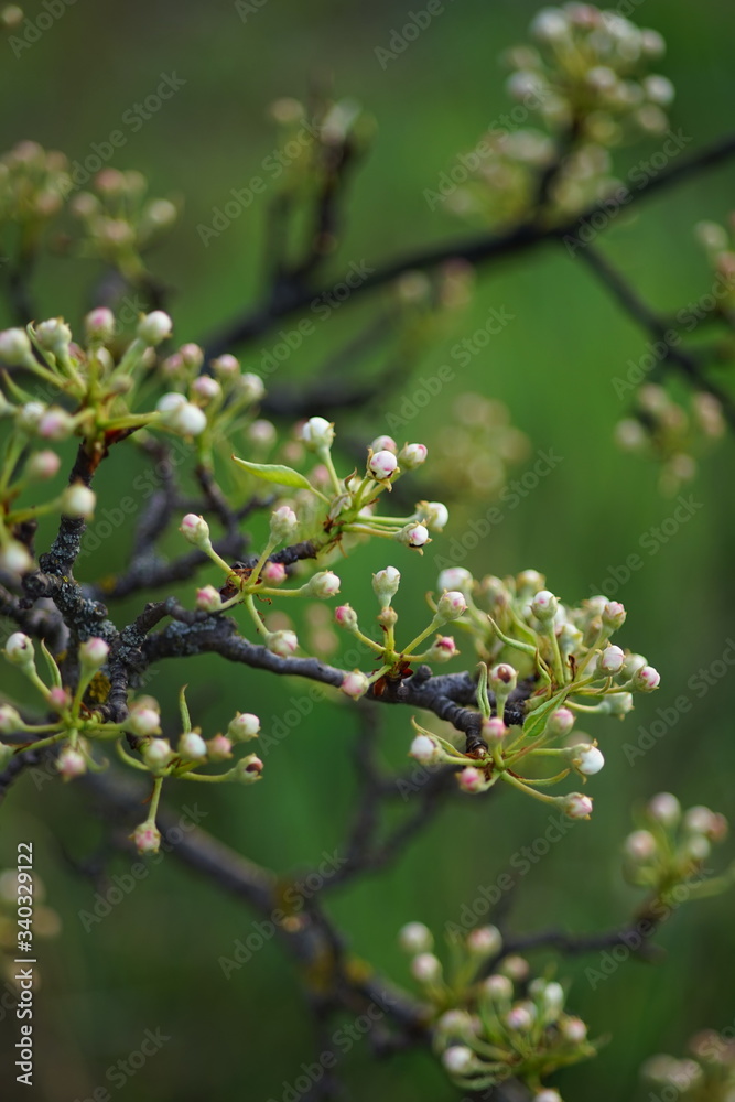 Pear tree branch close up with small white blooming buds. Nature in spring.