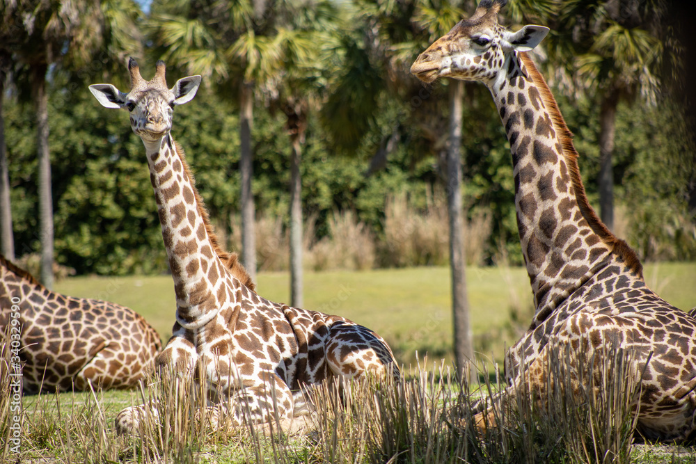 Obraz premium Giraffes sitting and relaxing in the sun