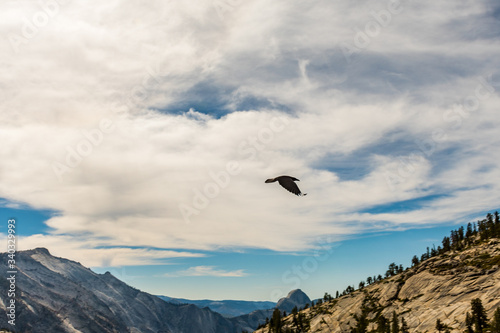 Crow flies over the landscape seen from Olmsted Point in Yosemite National Park  California  USA