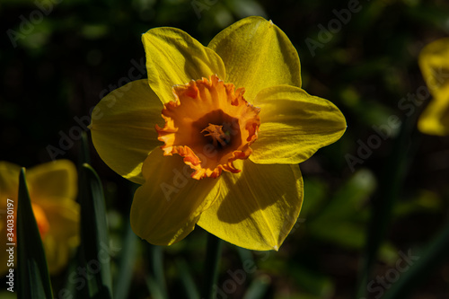 yellow narcissus, yellow daffodil, macro in spring photo