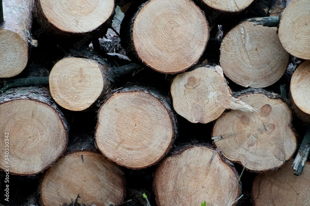 tree trunks are stacked in a woodpile. Growth rings and texture. tree trunks are stacked in a woodpile. Growth rings and texture.