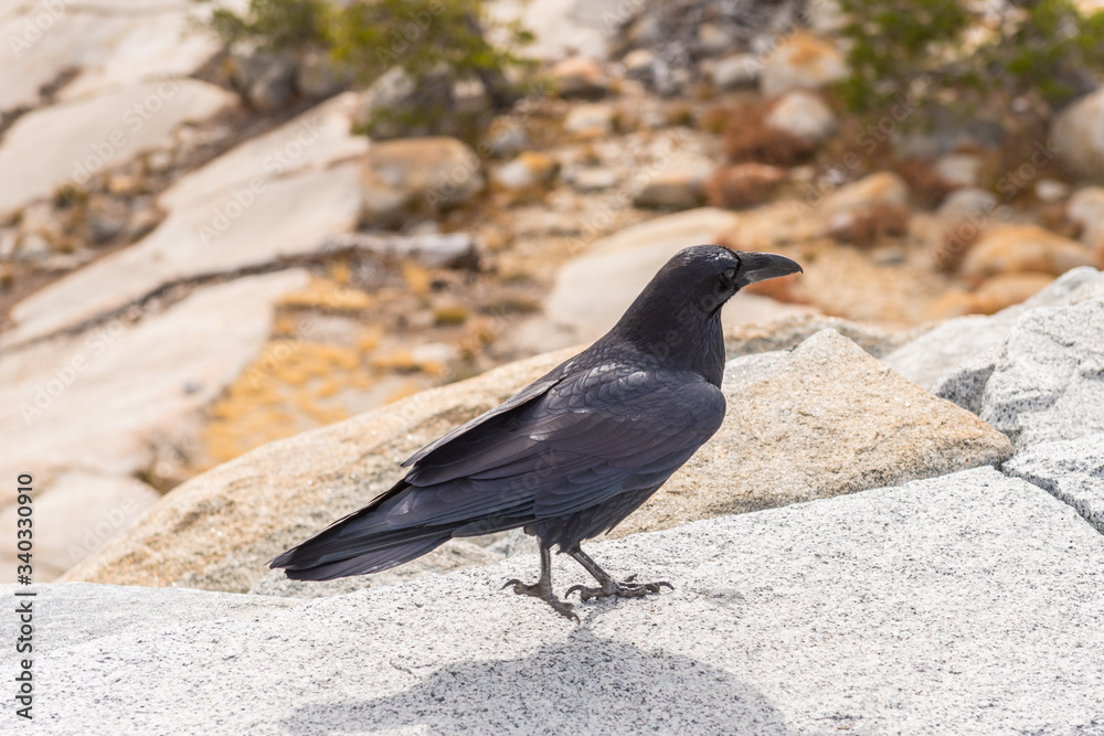 Fototapeta premium Crow on the edge of Olmsted Point lookout in Yosemite National Park, California, USA