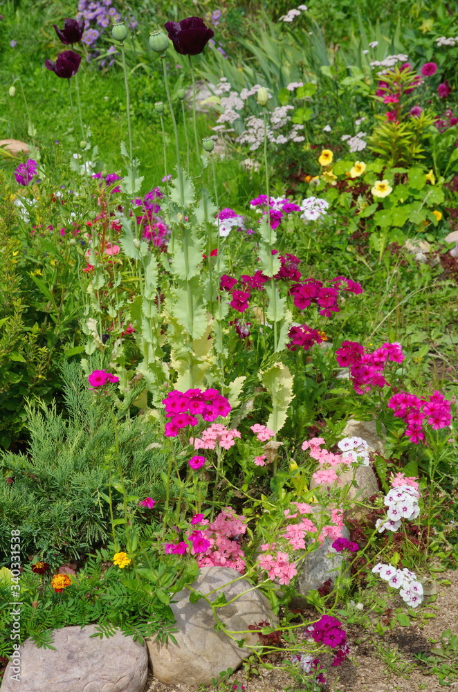 Flowerbed with decorative garden flowers