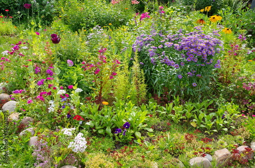 Bright decorative flowers on a flower bed in the garden
