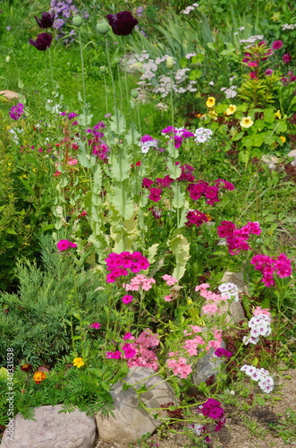 Flowerbed with decorative garden flowers