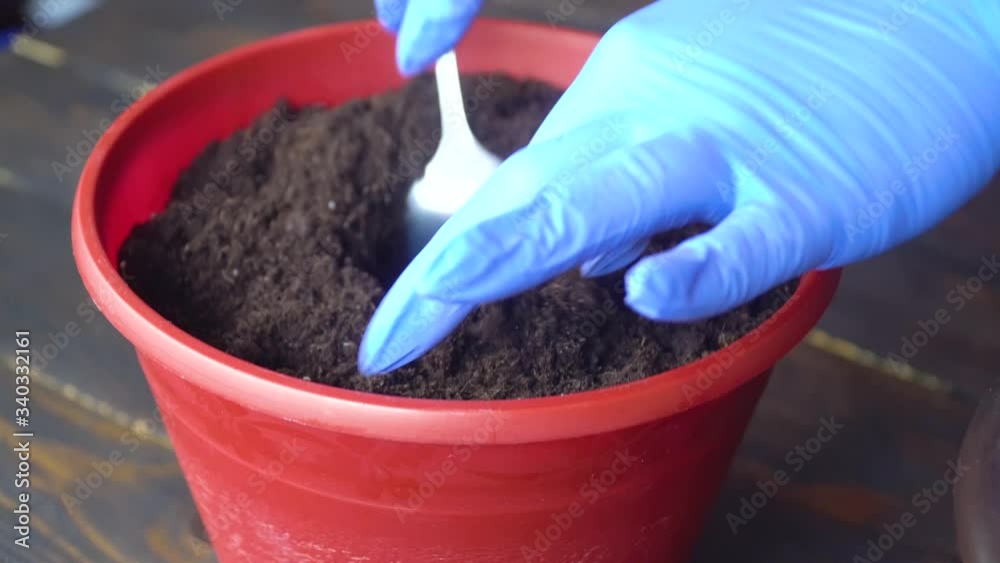 Women's hands in blue gloves prepare ground in pot for planting plants at home Women's hands in blue gloves prepare ground in pot for planting plants at home