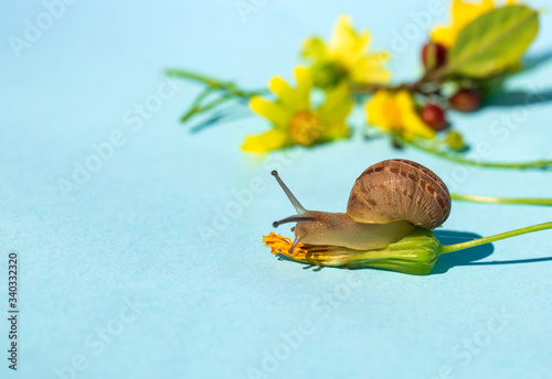 Curious snail with some plants on aqua background