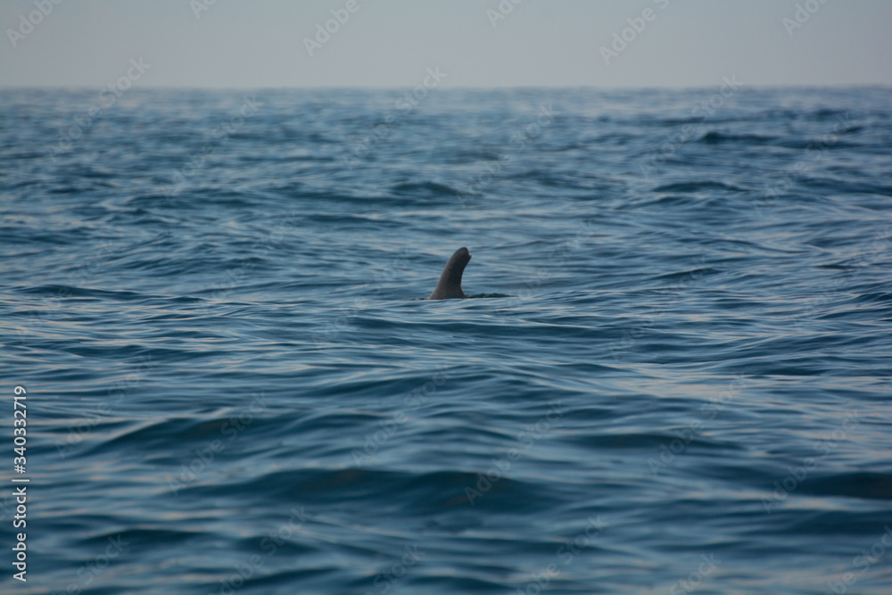 Balena Balena