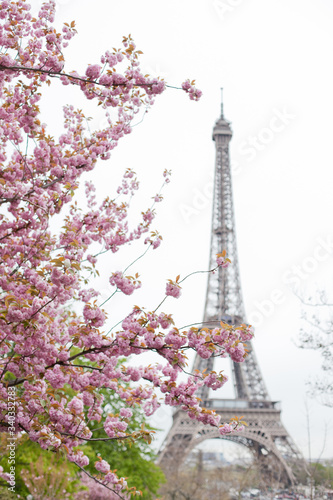 Fototapeta Naklejka Na Ścianę i Meble -  Cherry tree blossoms with eiffel tower in Paris