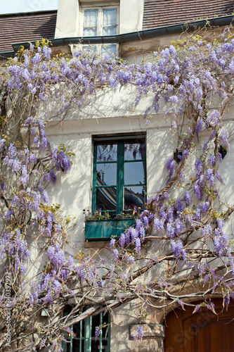 A window of buiding with wisteria flowers in spring in Paris