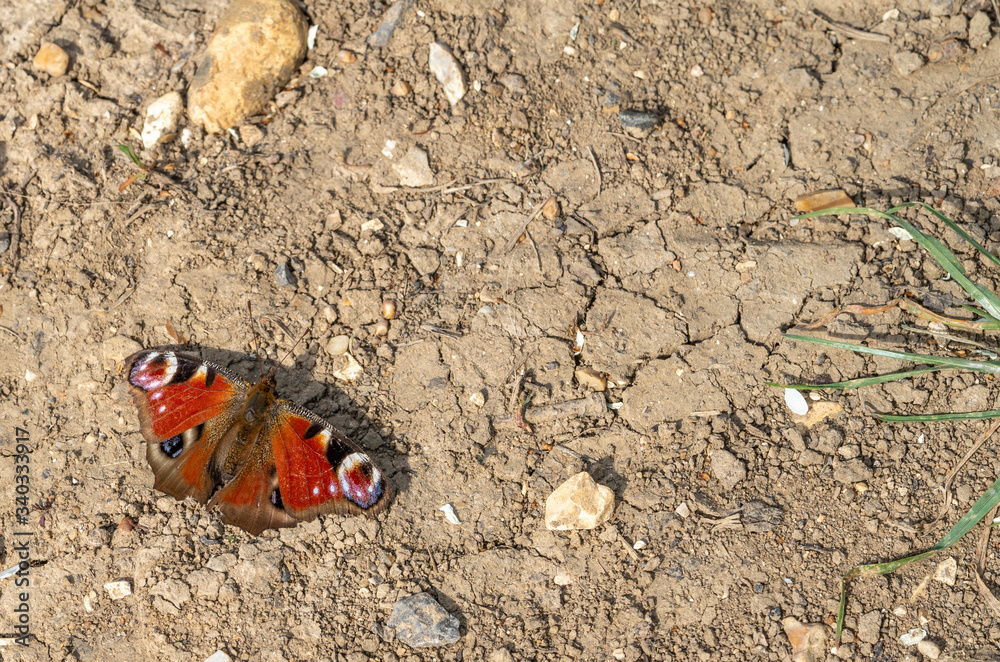 Close up high angle view of Peacock Butterfly